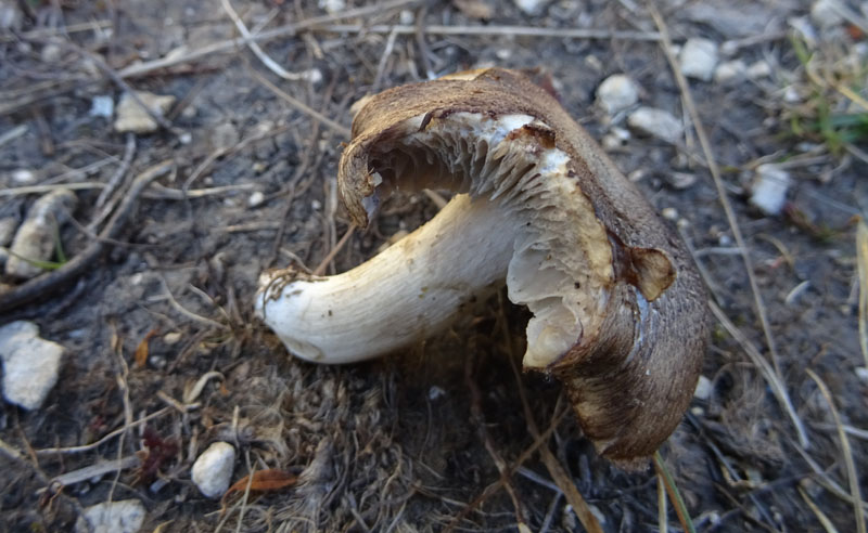 probabile......Tricholoma luridum